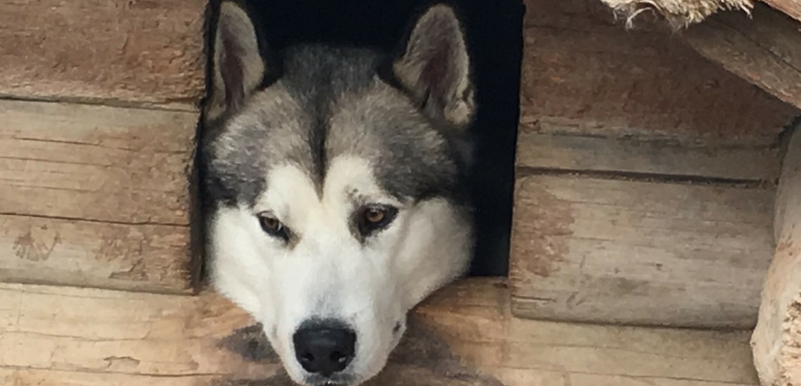 Husky Camp, Finland