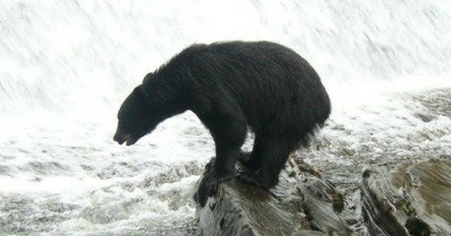 Bears, Neet Bay