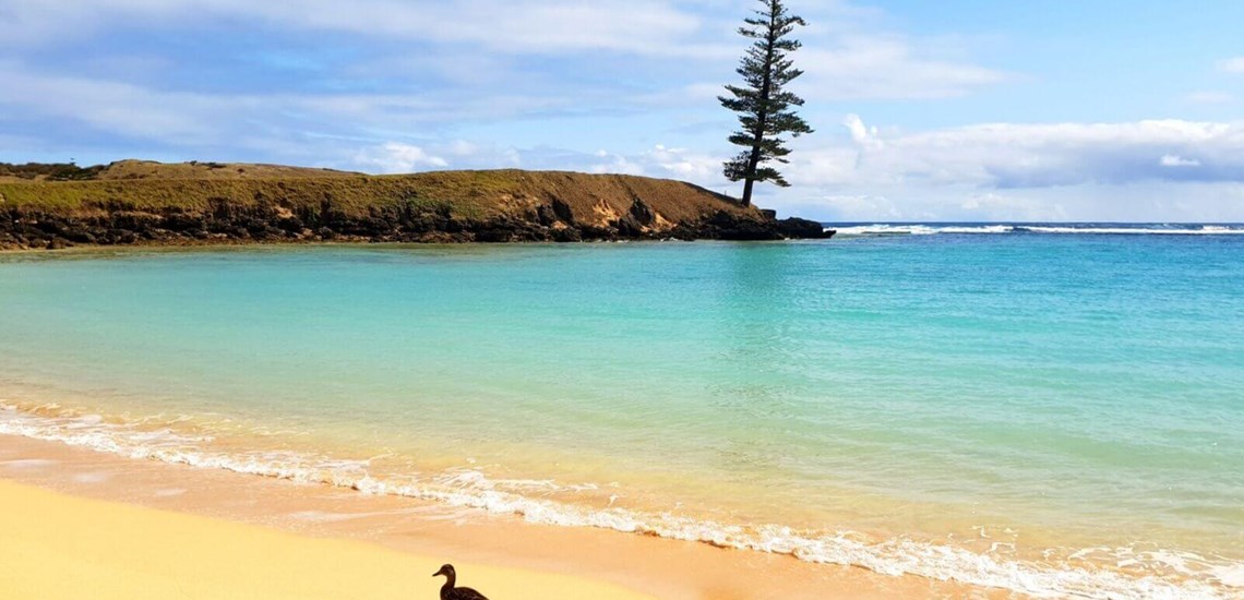 Lone Pine, Norfolk Island