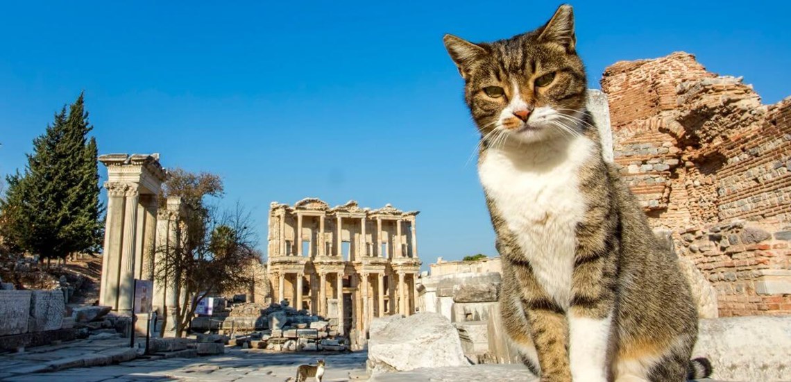 Cat lovers visit Ephesus