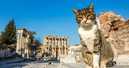 Cats of Ephesus