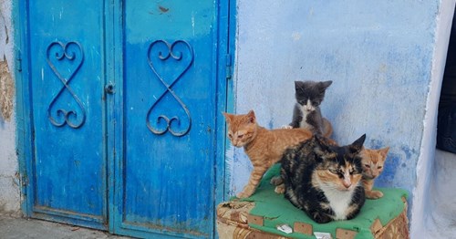 Cats of Chefchaouen