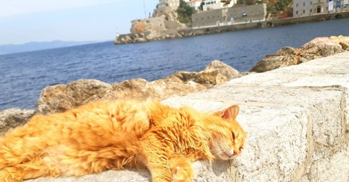 Cats of Hydra, Greece