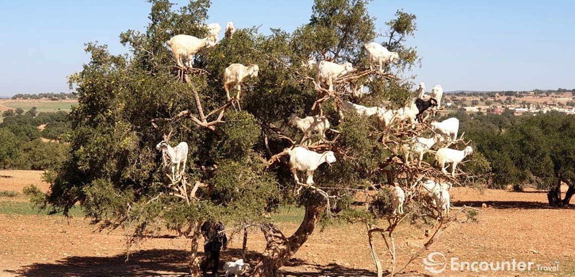 Tree climbing goats