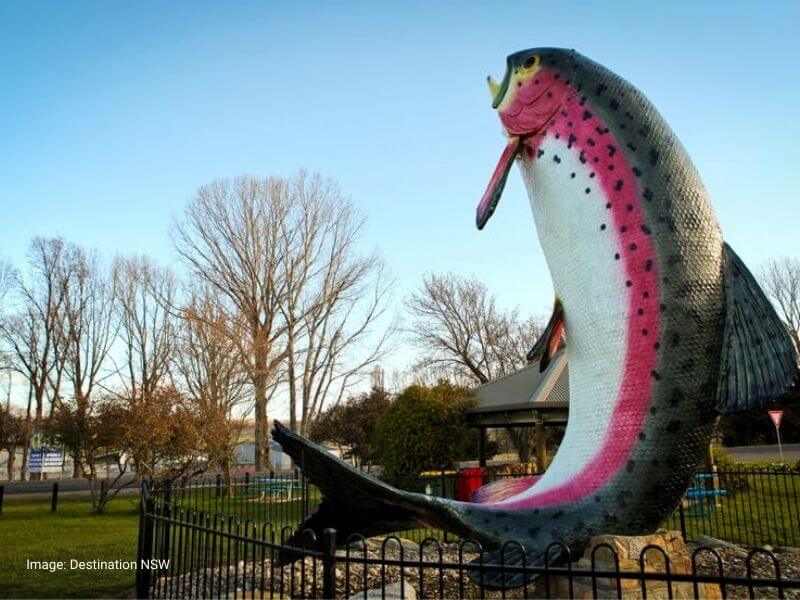The Big Trout, NSW