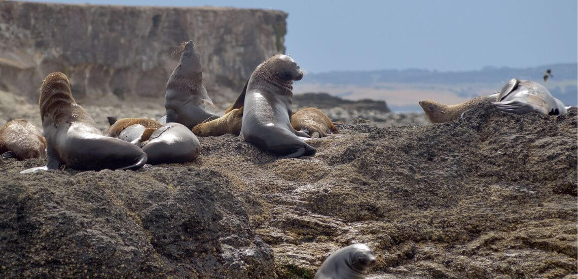 Seals of Phillip Island