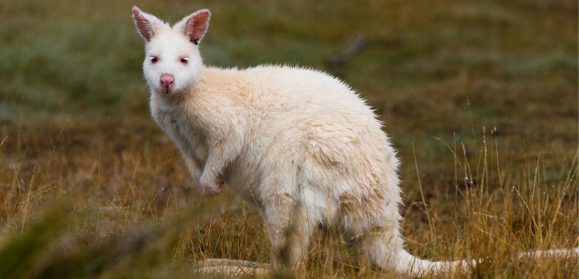 White Wallaby, Bruny Island