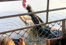 Jumping Crocodile Cruise with Lunch