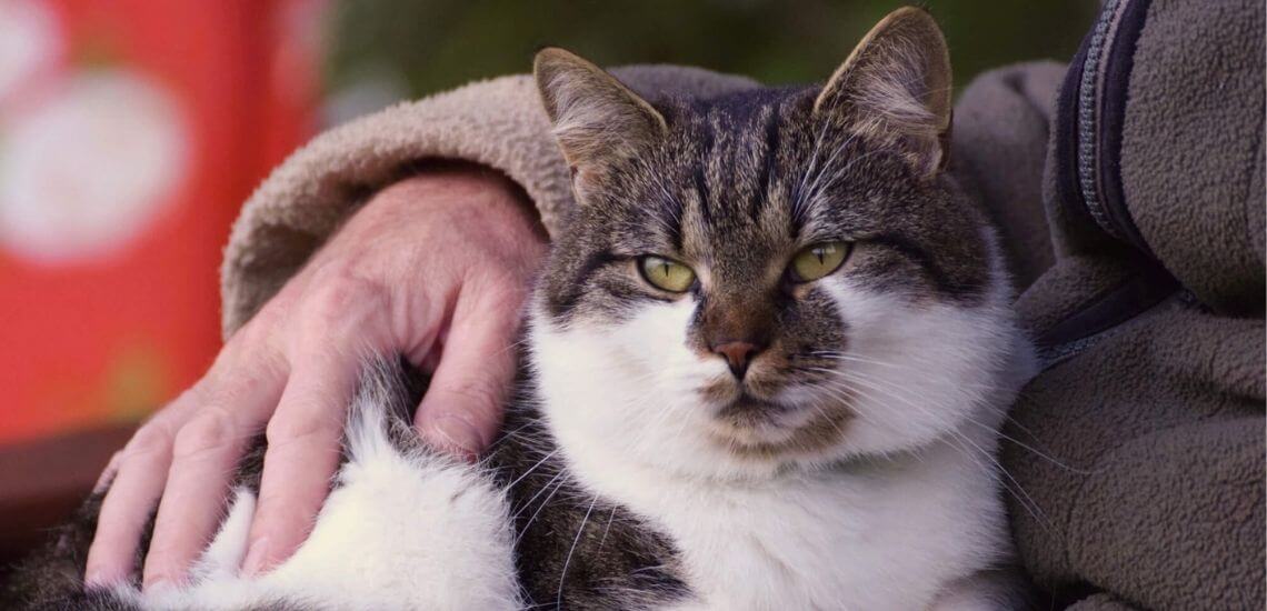 Does My Cat Miss Me When I Go Away? 5 Signs They Do. Encounter Travel