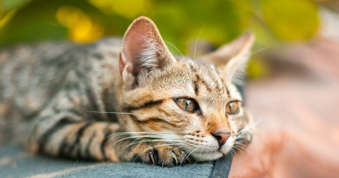 Signs Your Cat May Miss You