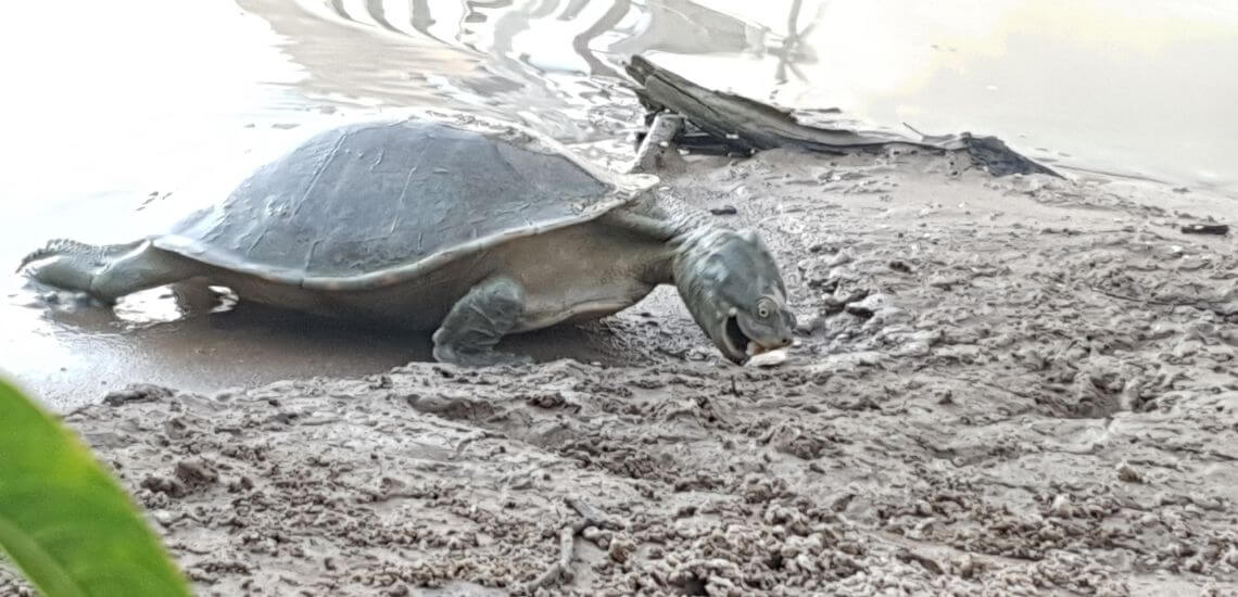 Thompson River Turtle