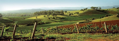 View across vineyard